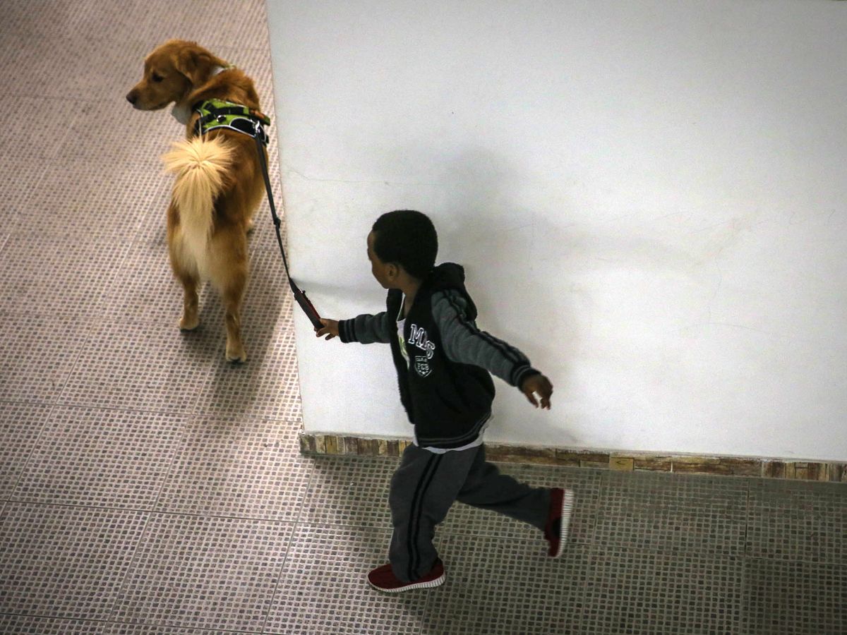 Foto: Un niño paseando un perro en Brasil. Foto: EFE FERNANDO BIZERRA JR