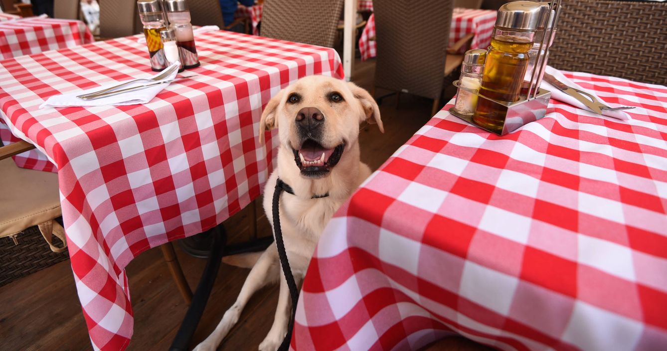 Un perro, en un restaurante. iStock