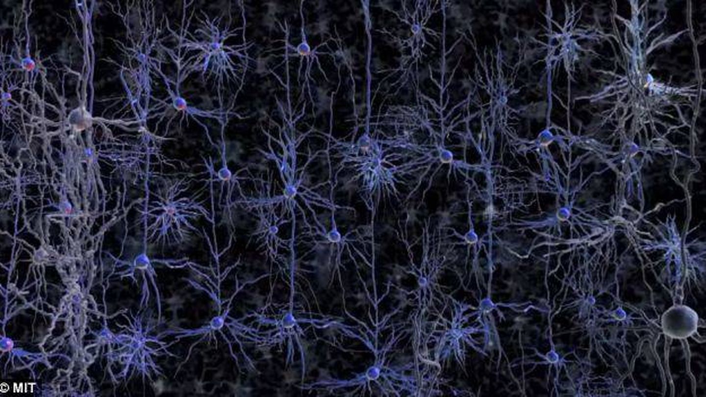 Reconstrucción de neuronas de nuestro cerebro en un ordenador (MIT)