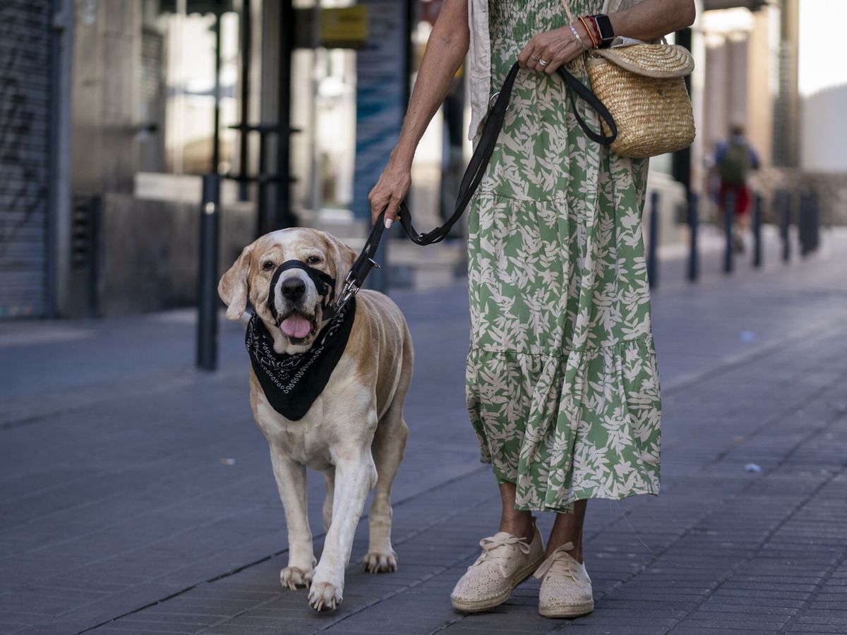 Foto: Vista de una mujer que pasea a un perro. (Europa Press/Pérez Meca)