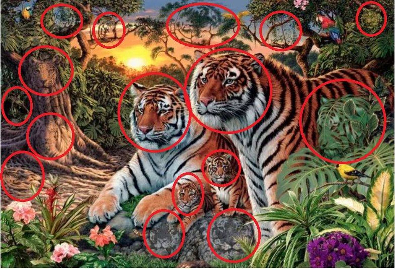 Tigres en los círculos
