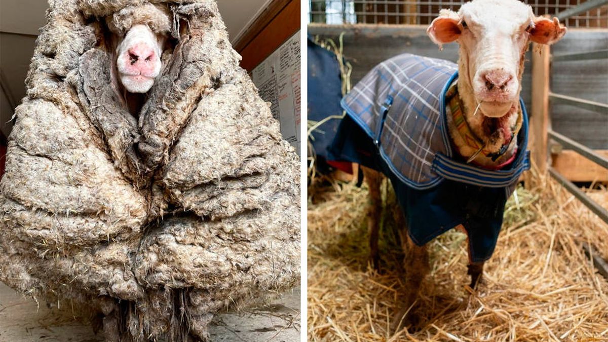 Rescatan a una oveja con 35 kilos de lana encima tras desaparecer durante 5 años 