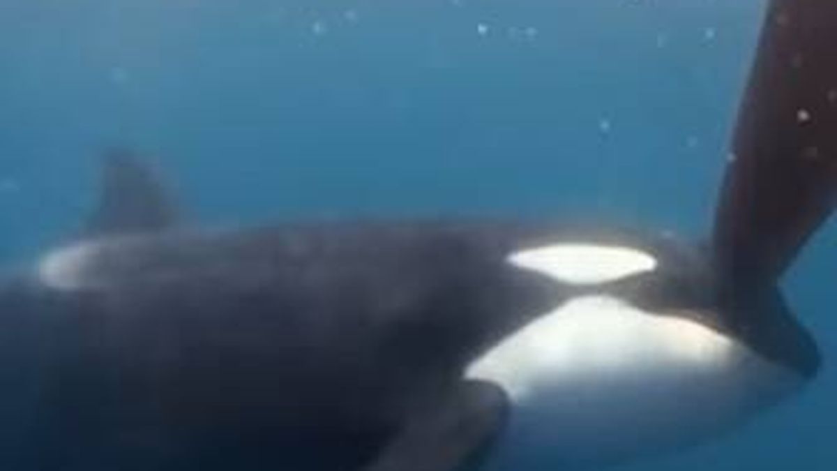 Así ha sido el "aterrador" ataque de un grupo de orcas a un velero que compite en la Ocean Race