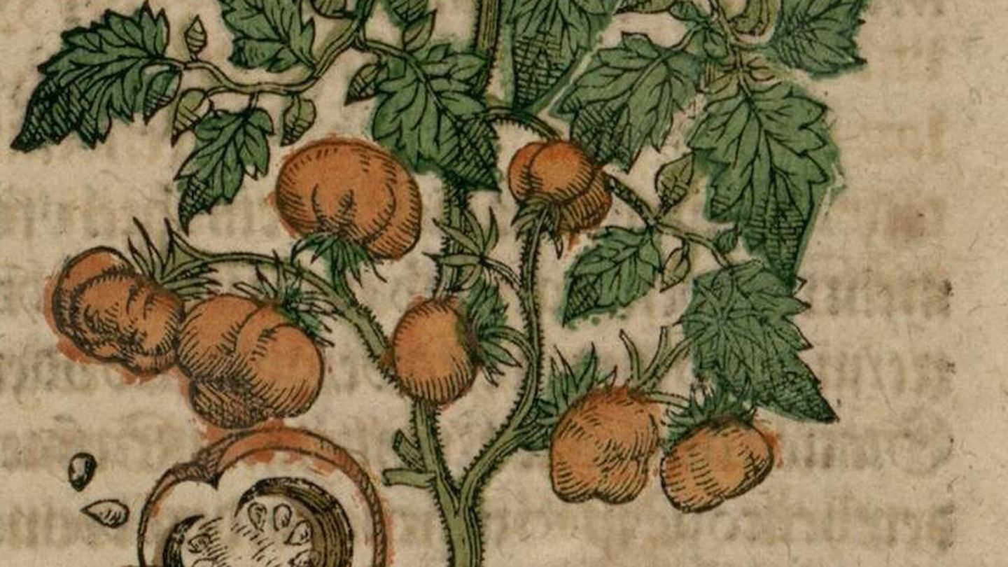 Extracto de la primera representación europea de un tomate, por Pietro Andrea Mattioli (1500-1577) Fuente: Wikimedia.