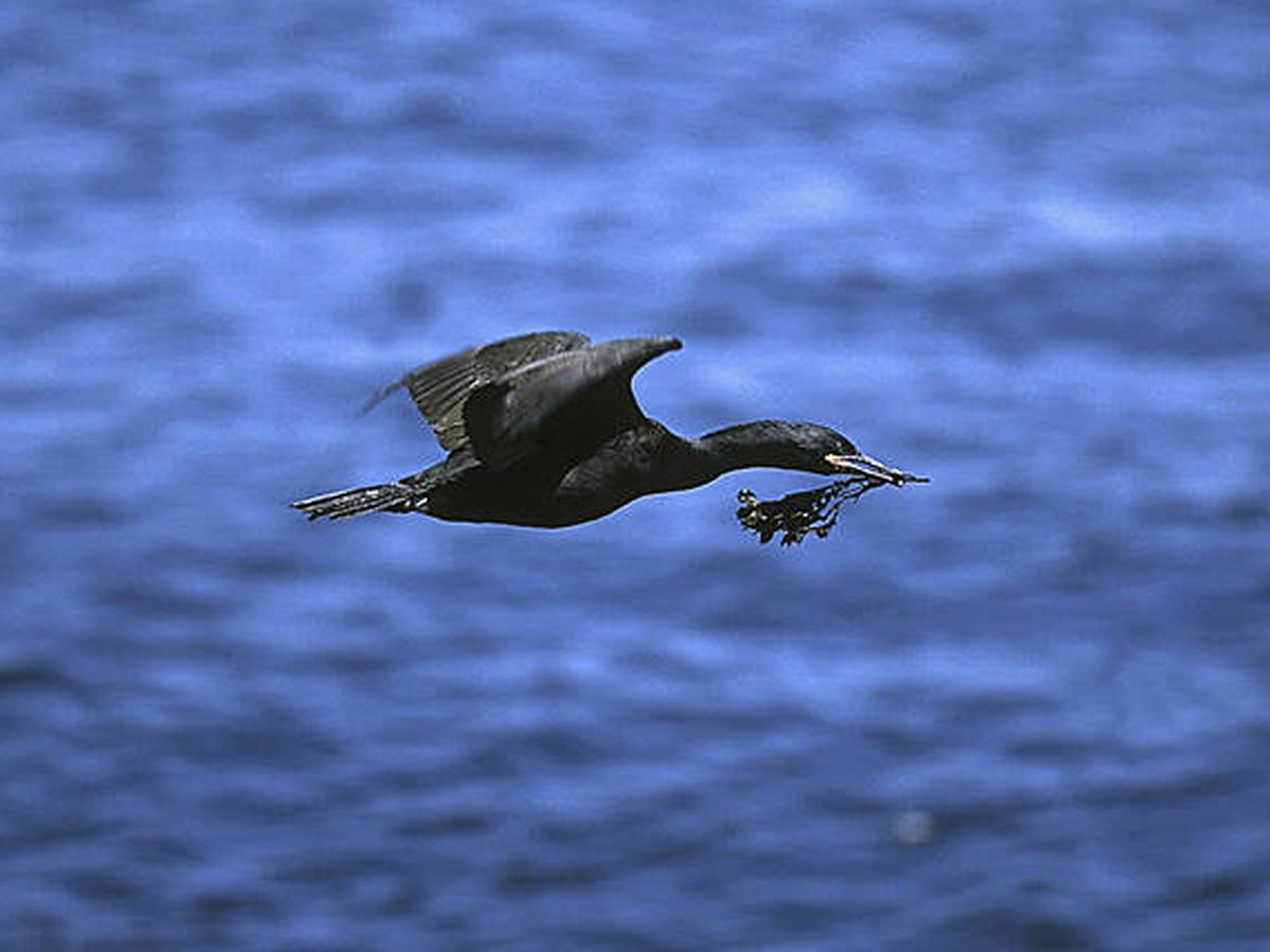 Foto: Cormorán moñudo en las costas gallegas. (SEO/Birdlife)