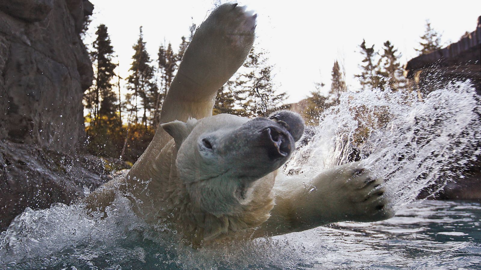 Foto: Un oso canadiense en el zoo de St-Felicien, Quebec, en octubre de 2011 (Reuters)