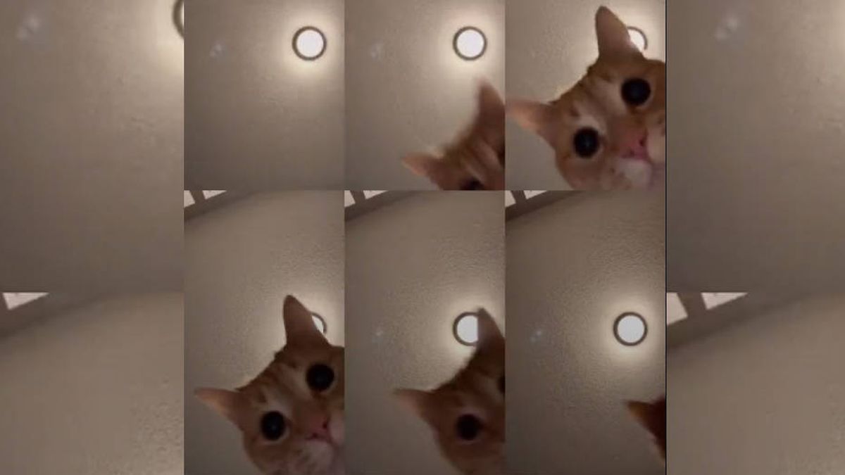 El gato de Tik Tok que arrasa en todo el mundo con un vídeo de solo 12 segundos