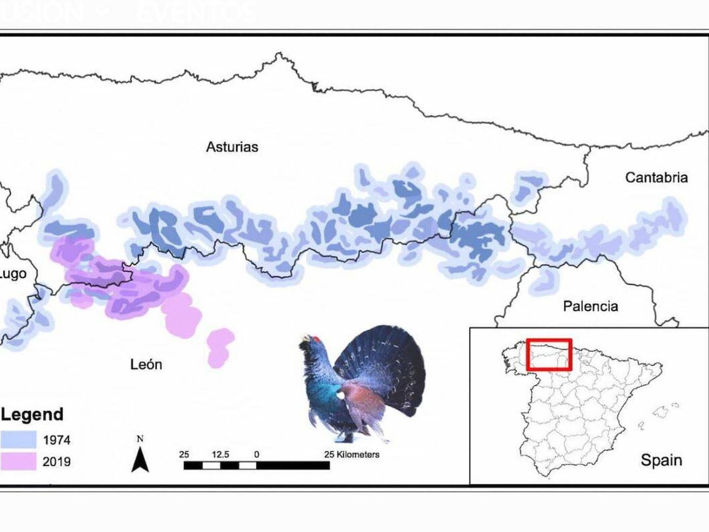 Área de distribución del urogallo cantábrico: 1974 (azul) - 2019 (rosa) / CSIC
