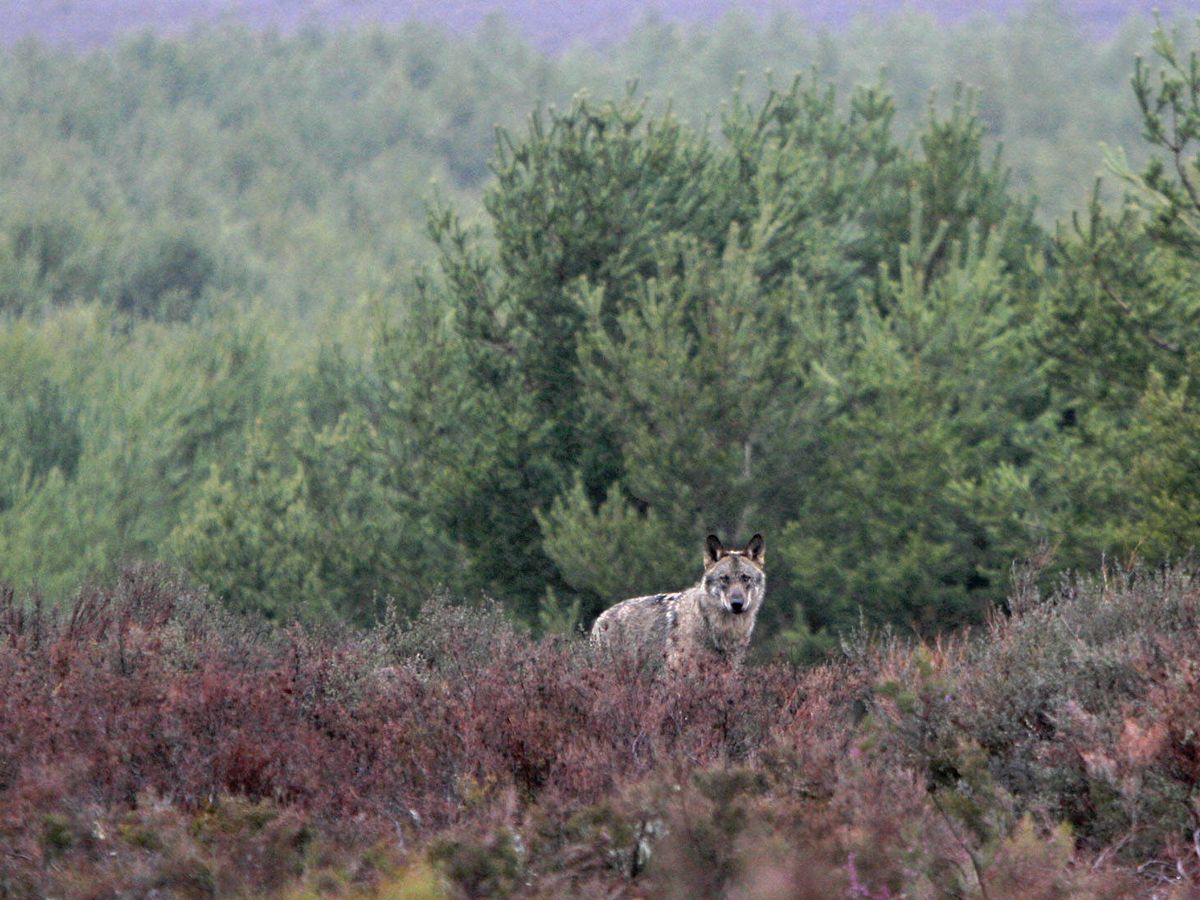 Foto: Observación de lobo ibérico en Zamora (Foto: Andoni Canela)