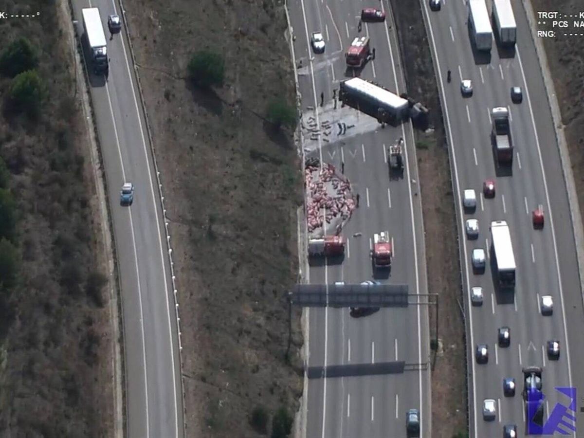 Foto: Cerdos en la autopista AP-7 tras el accidente entre un coche y el camión donde iban a la altura de Santa Perpètua de Mogoda (Barcelona). (Europa Press)