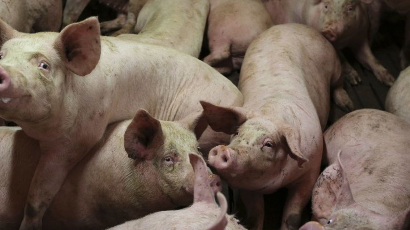 Cerdos en una granja (Reuters)