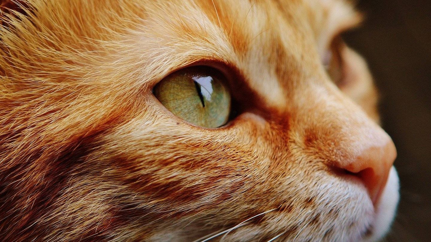 Los ojos del gato. (Pixabay)