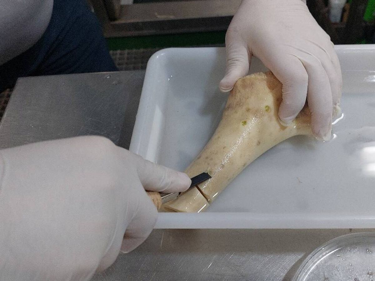 Pesquisadores identificam três novas espécies de vermes marinhos nas profundezas da Península Ibérica
