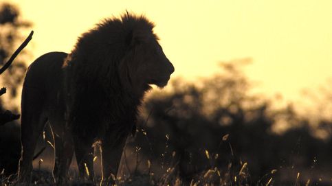 La vida del león, el gran felino africano