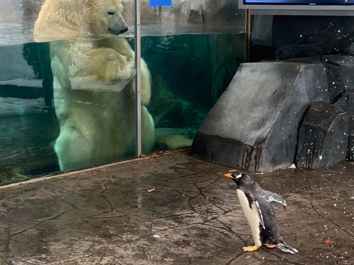 Foto: Uno de los pingüinos mira fijamente a Kali, el oso polar del zoo (YouTube) 