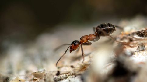 Al estilo 'The Last of Us': así actúa el hongo que vuelve completamente 'zombis' a las hormigas