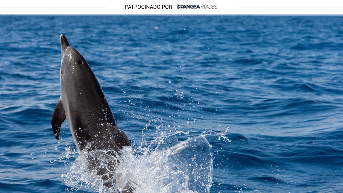 Avistamiento de delfines en el Mediterráneo y hotel en Benalmádena