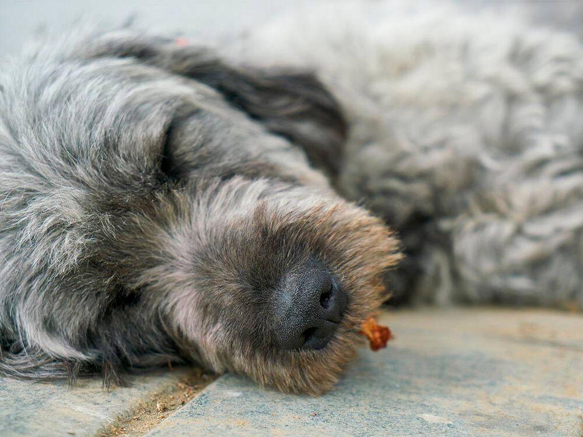 Foto: Cómo enfrentar la muerte de tu mascota: Trámites legales y bienestar emocional (Pixabay)