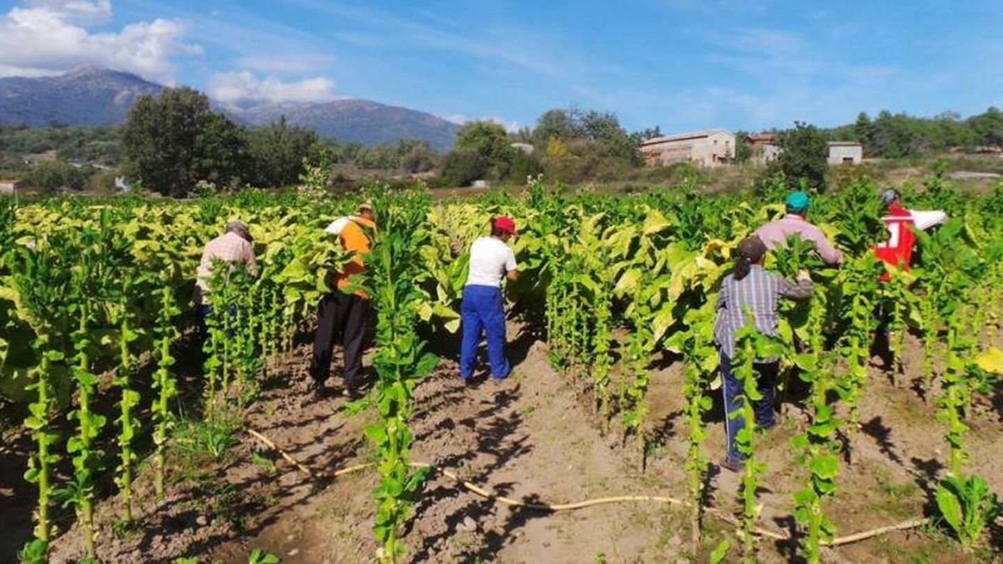 Jornaleros del tabaco recogen las hojas en La Vera, Cáceres. 