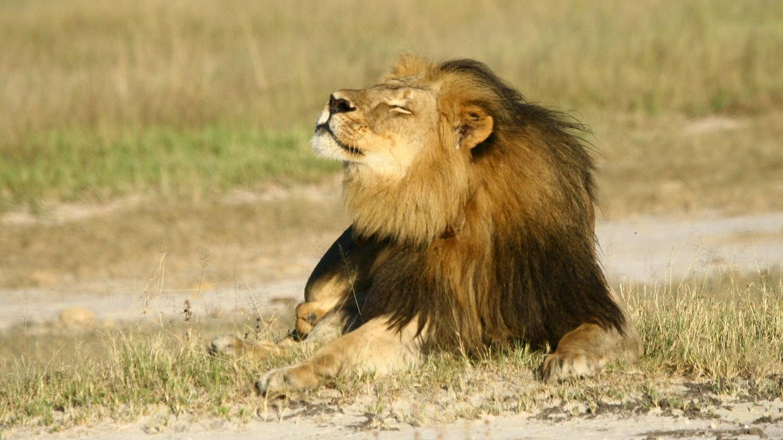 León en Zimbaue. (Reuters)