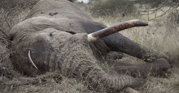 Foto: Un elefante muerto tras una matanza llevada a cabo por maasi en Kenia en 2012 | Foto: EFE