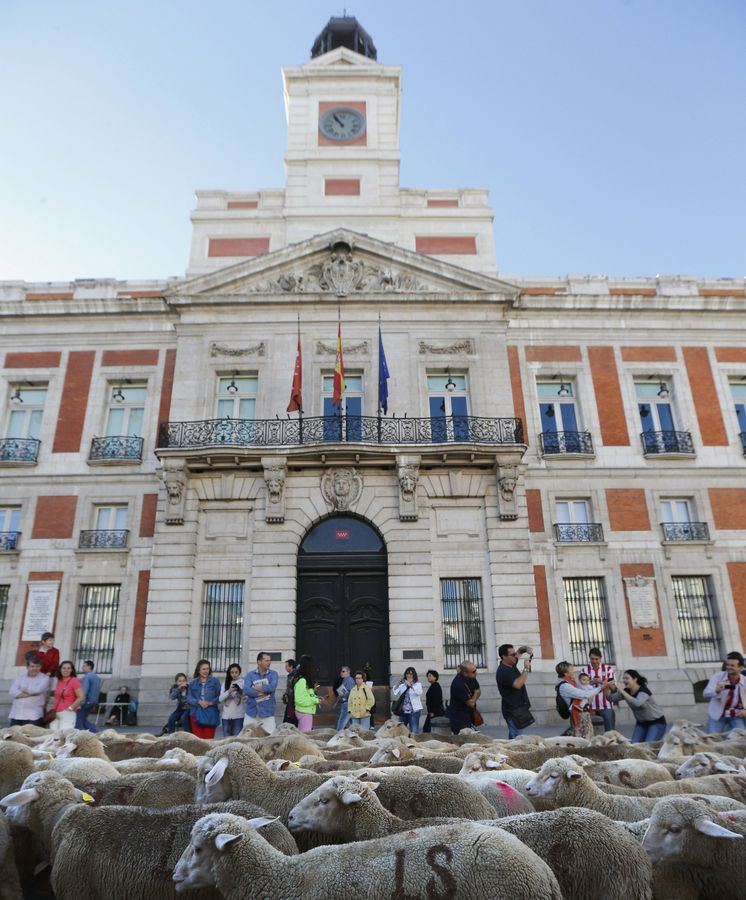 La trashumancia estrena recorrido y llena Madrid con 1400 ovejas y cabras