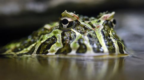 Adiós al príncipe rana: la silenciosa extinción de los anfibios
