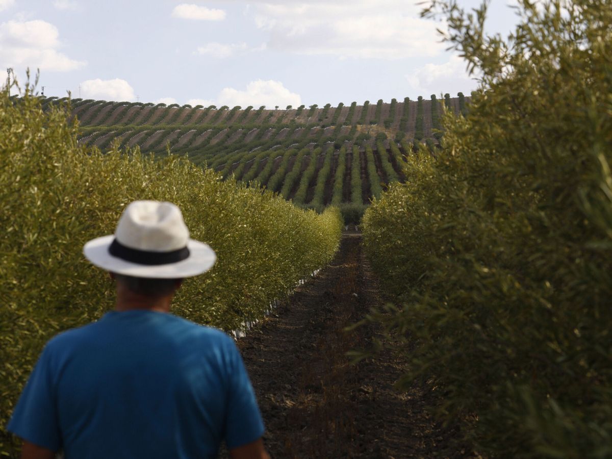 Foto: Un agricultor observa su cosecha de aceitunas en un olivar de regadío. (EFE/Salas)