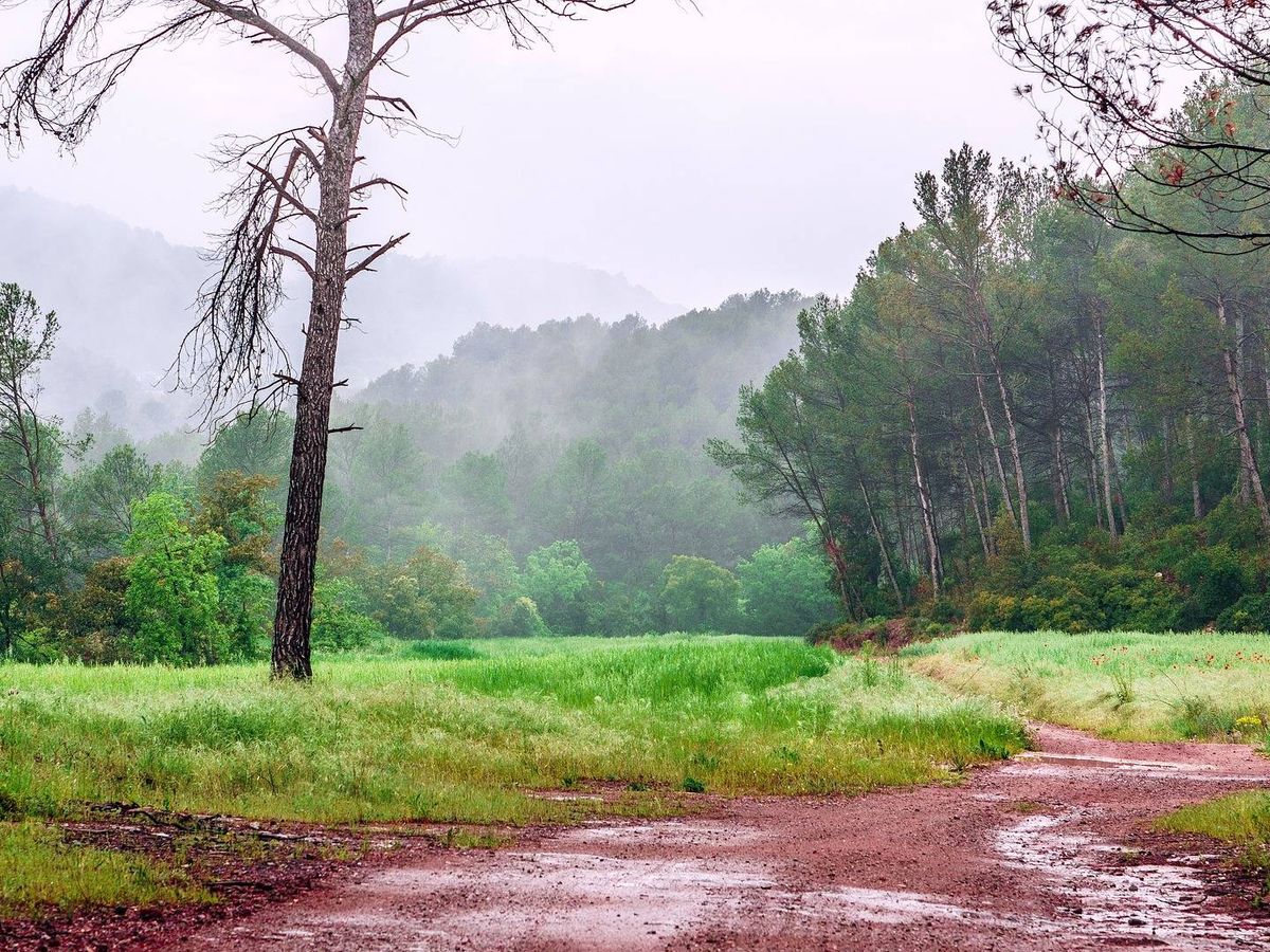 Foto: Un bosque tras la lluvia. Foto: Pixabay.
