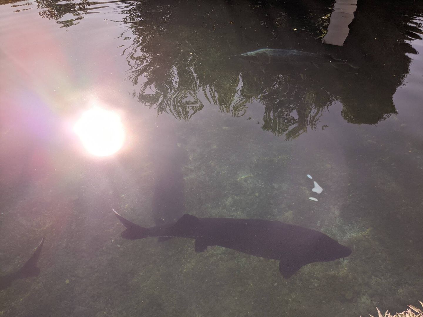 Un ejemplar de esturión beluga nada en una de las piscinas de Riofrío. (A. V.)