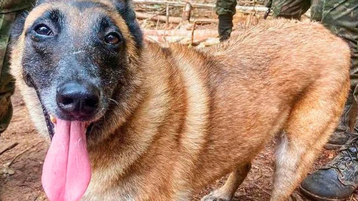 La búsqueda en la selva de Colombia no cesa tras encontrar a los niños: el perro rescatista Wilson se ha perdido