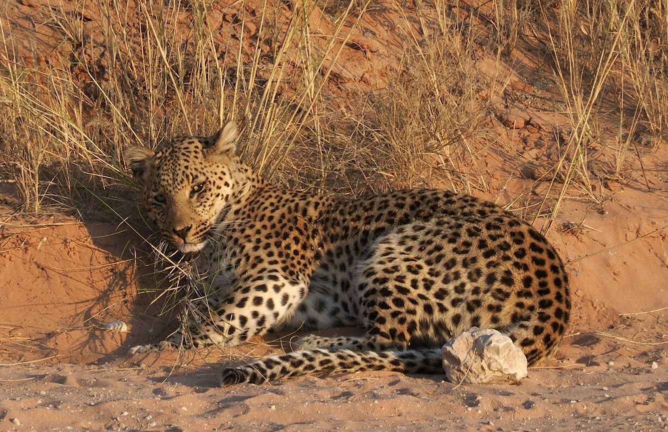 Un leopardo joven descansa. (Andoni Canela)
