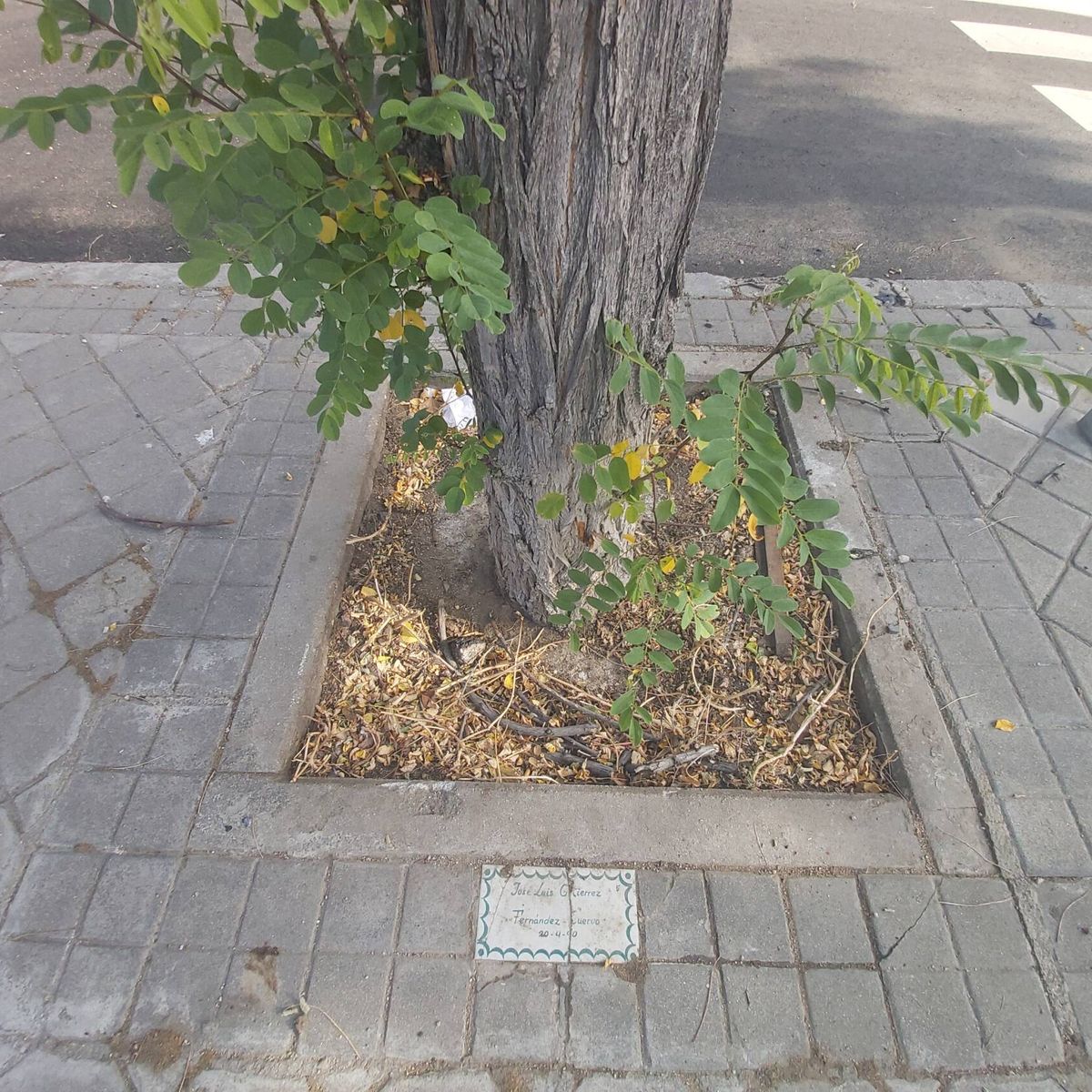 Buscando el árbol con mi nombre que el Ayuntamiento de Madrid plantó hace  30 años