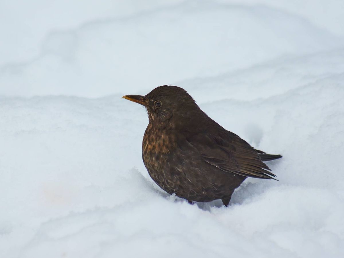 Cómo puedo ayudar a los pájaros en invierno?