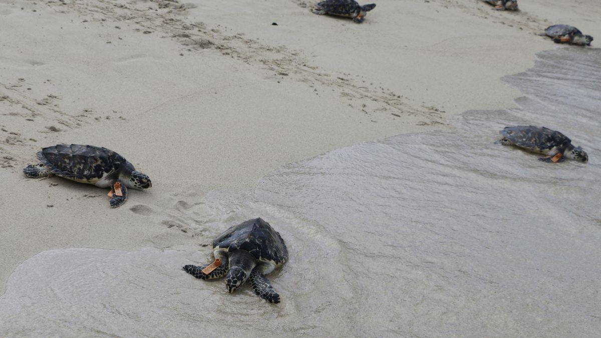 Nacen casi 100 tortugas en peligro de extinción gracias a la cuarentena en Brasil 