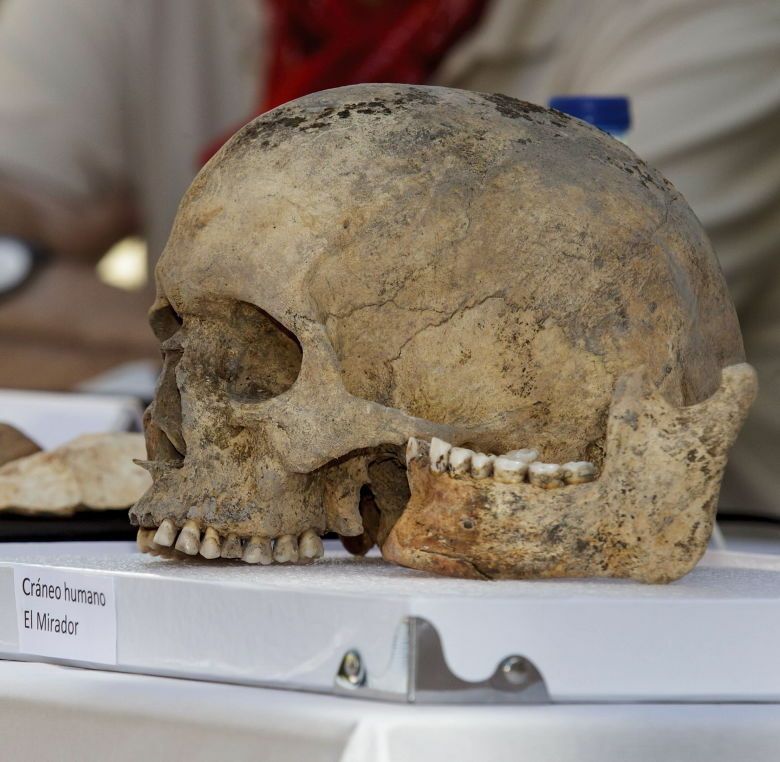 Un cráneo humano encontrado en la Cueva del Mirador, Atapuerca. (EFE)