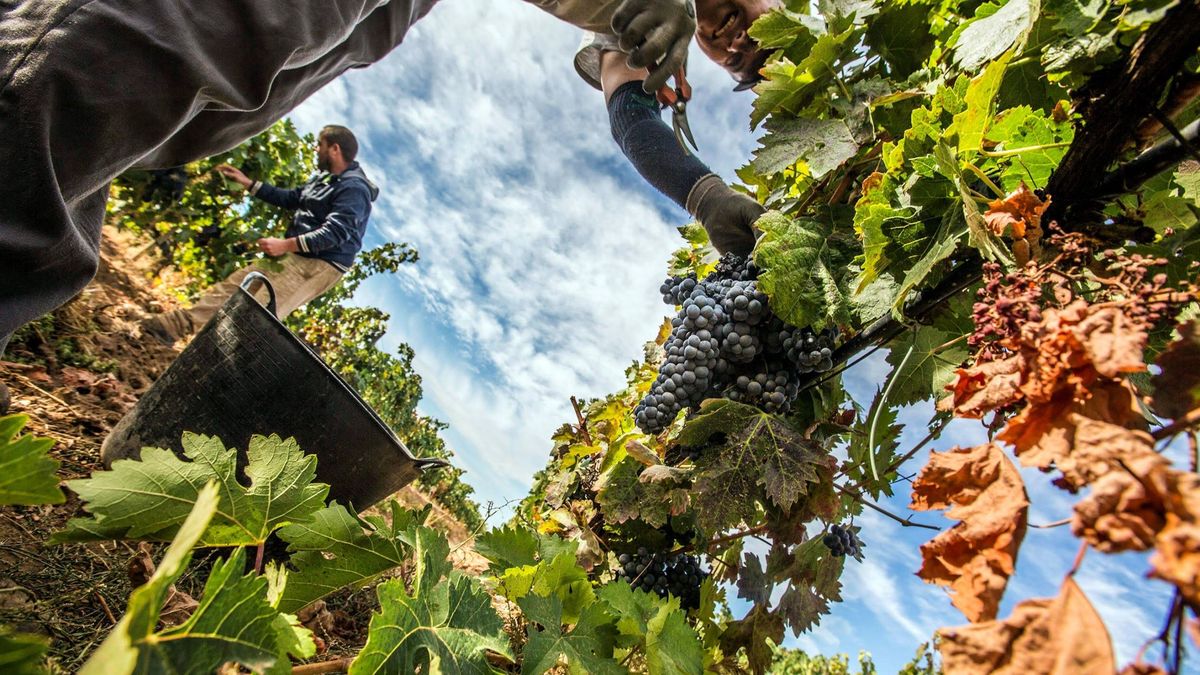 La 'burbuja' en el precio de la tierra para viñedos en la Ribera del Duero no toca techo