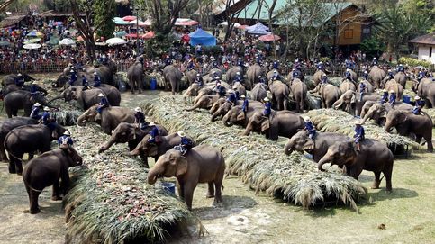Tus fotografías con los elefantes de Tailandia esconden una historia de abuso y hormonas