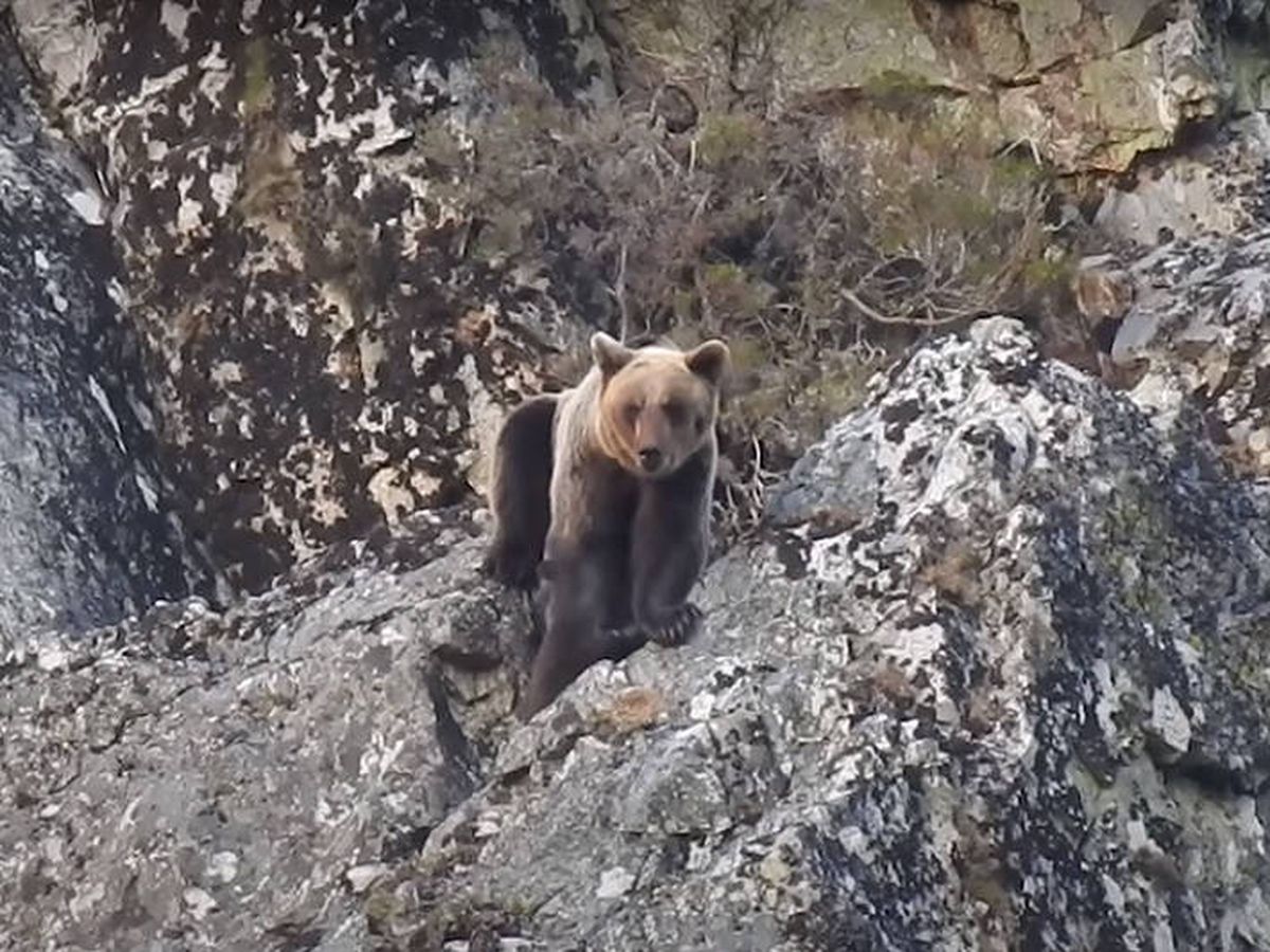 Foto: Graban por primera vez cómo un oso mata a una osa que protegía a su cría en Asturias. (FOP)