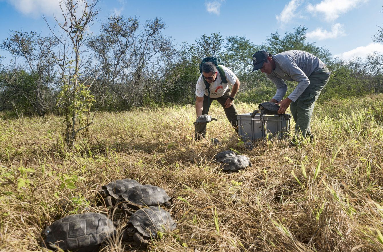 Imagen cedida por el Parque Nacional Galapagos, en Ecuador, donde comer tortugas también es habitual. En la foto, los trabajadores del parque cargando a unas tortugas para su liberación. (EFE/Parque Nacional Galapagos)
