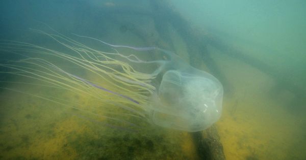 Foto:  Una medusa de caja (Jamie Seymour)