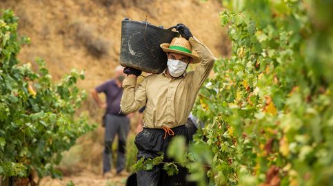 El vino de Rioja Alavesa se pone peleón: no podrá venderse fuera, pero sí promocionarse 