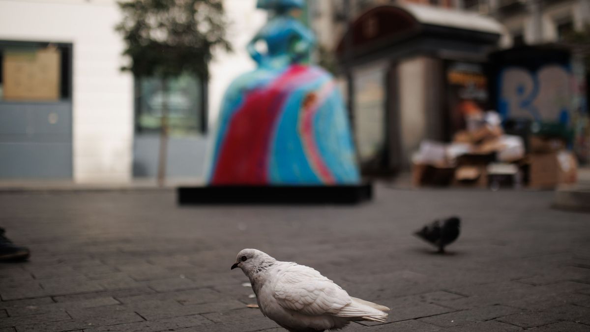 ¿Es legal dar de comer a las palomas en España? Estas son las multas que pueden ponerte si lo haces