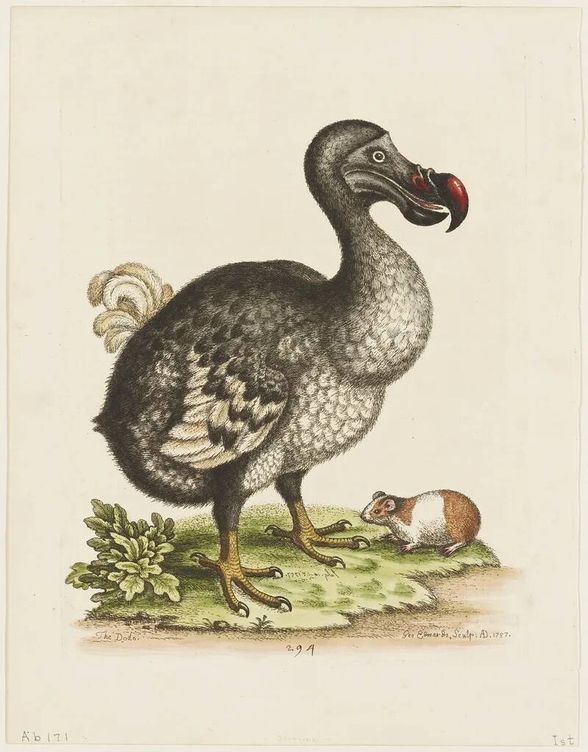 El dodo es un animal extinto que una empresa que devolver a la vida. 