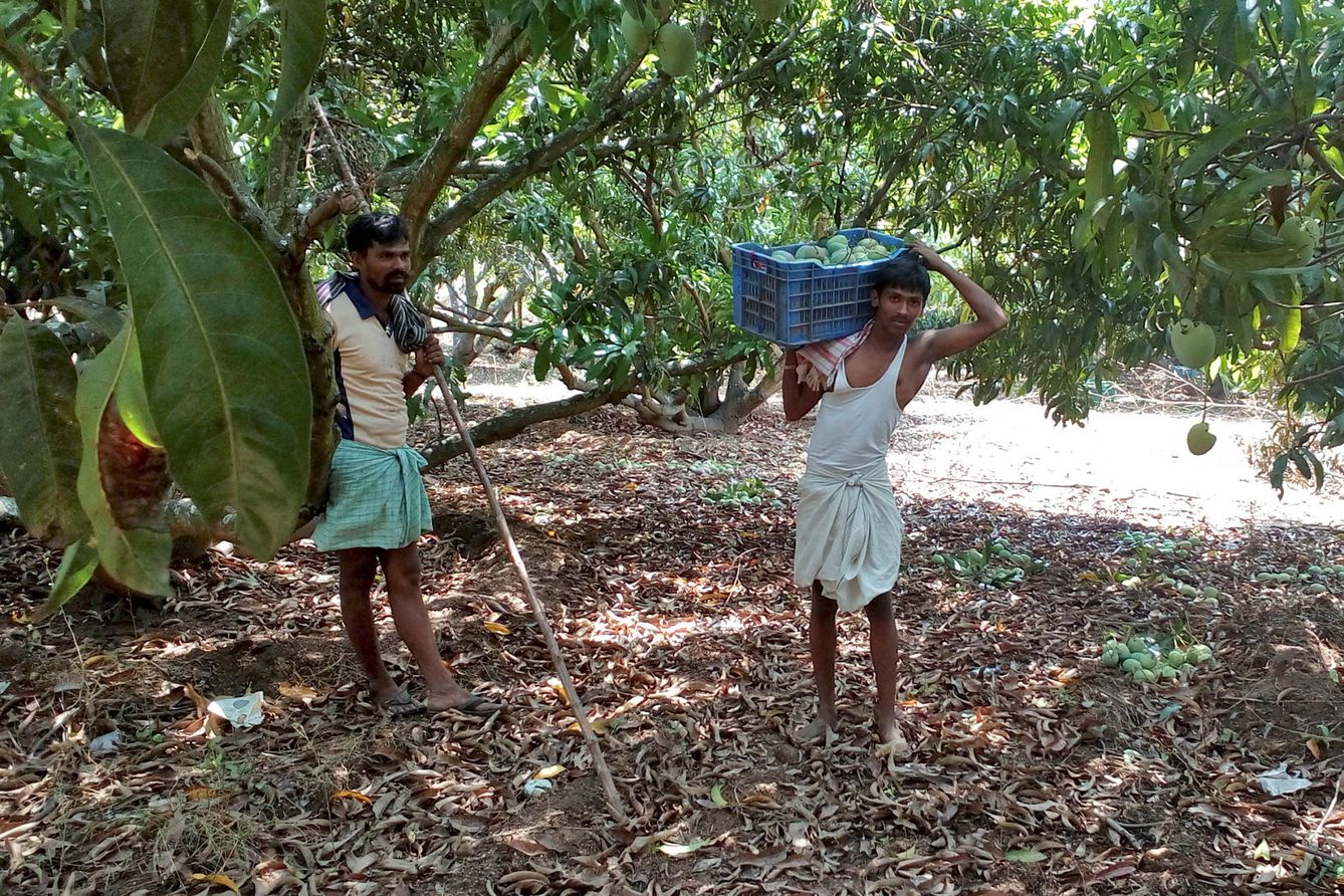 Dos hombres trabajan recolectando mangos en Tamil Nadu, India, mayo de 2016. (Reuters) 