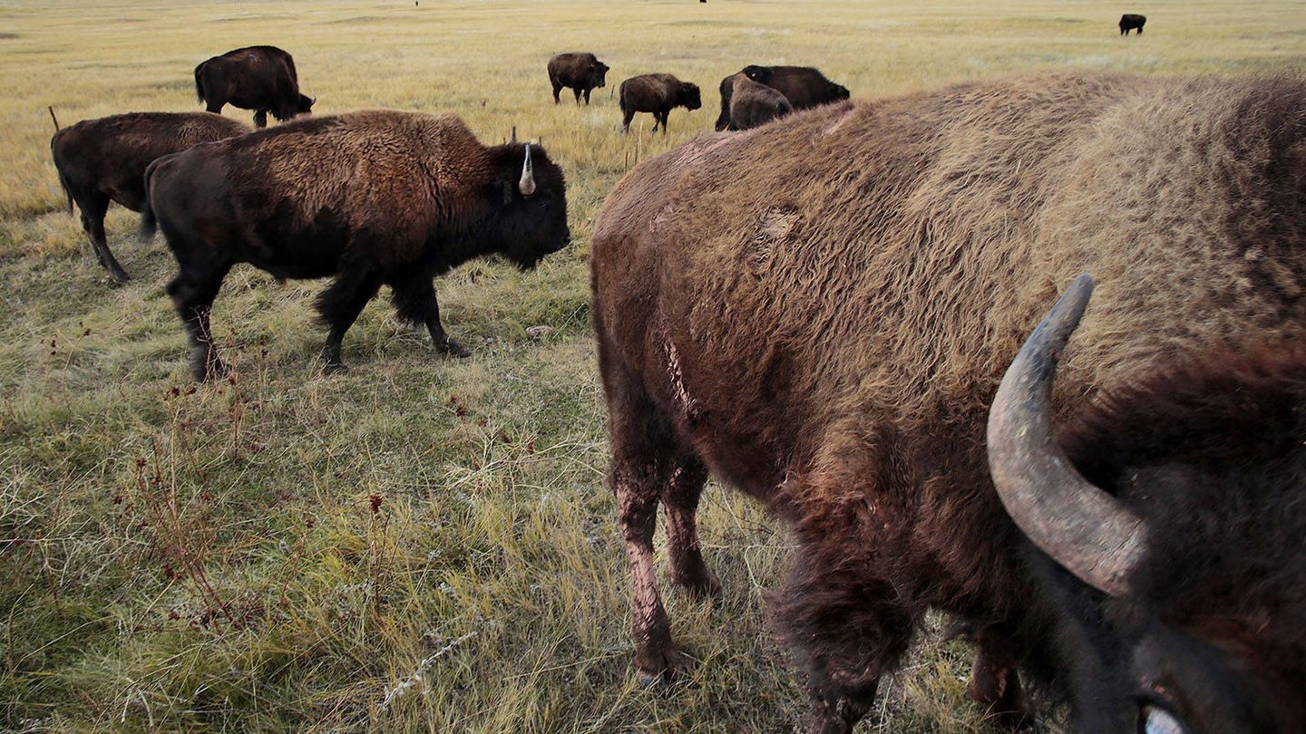 Los bisontes pueden llegar a medir tres metros y pesar más de una tonelada. (Andoni Canela)