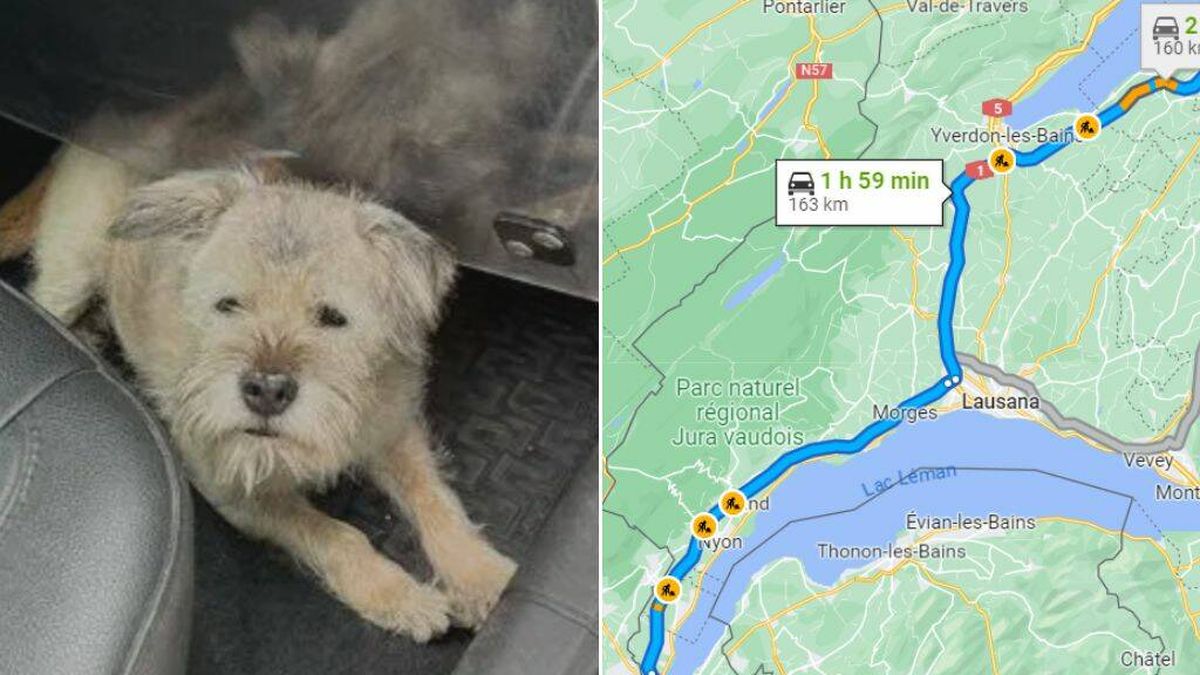 Esta perrita recorrió sola más de 160 kilómetros en una noche buscando a sus dueños