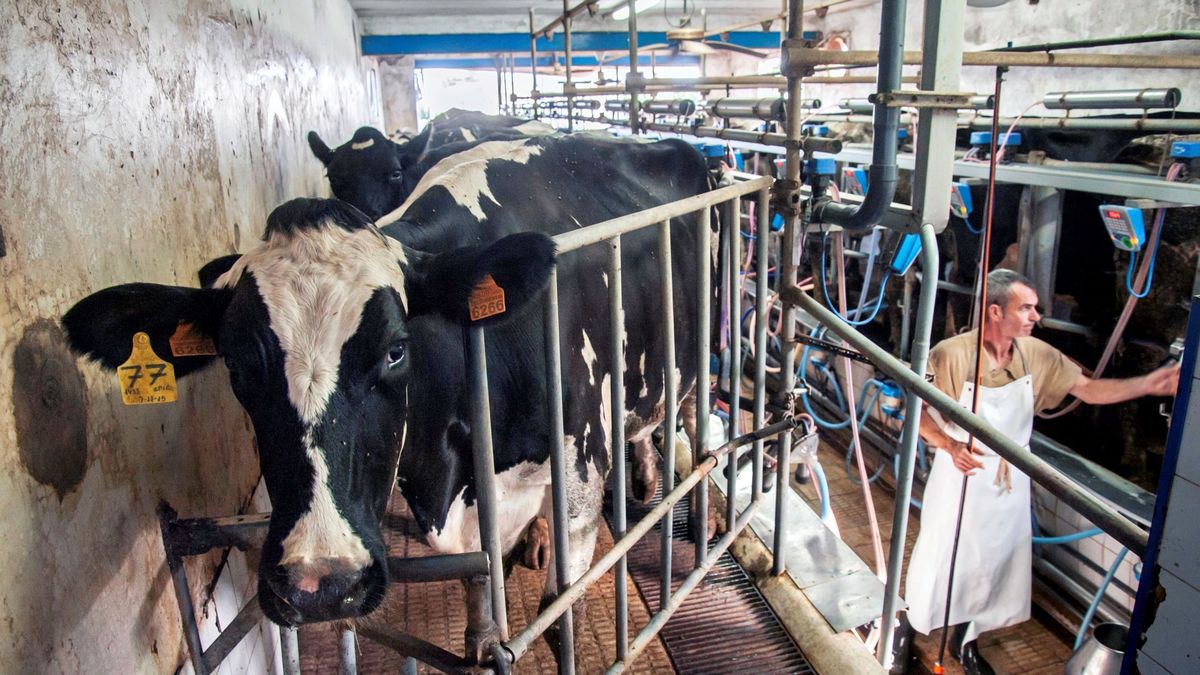 Bufetes y fondos se pelean por la demanda colectiva del llamado 'cártel de la leche'