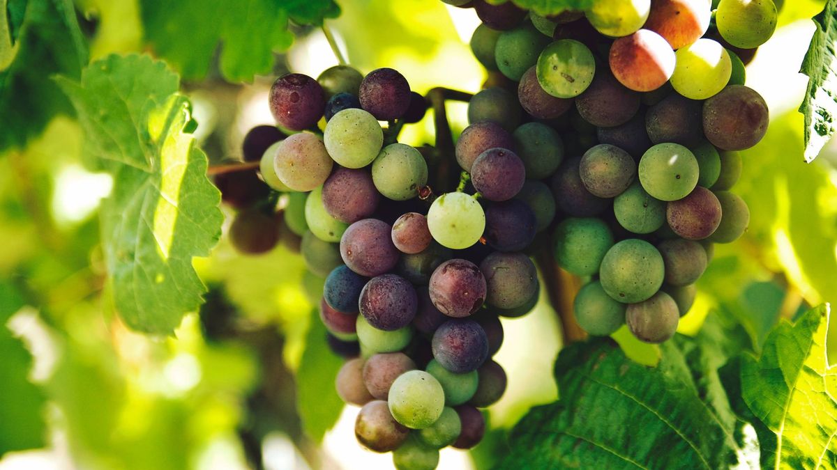 El calentamiento global podría destruir la mayor parte del vino español