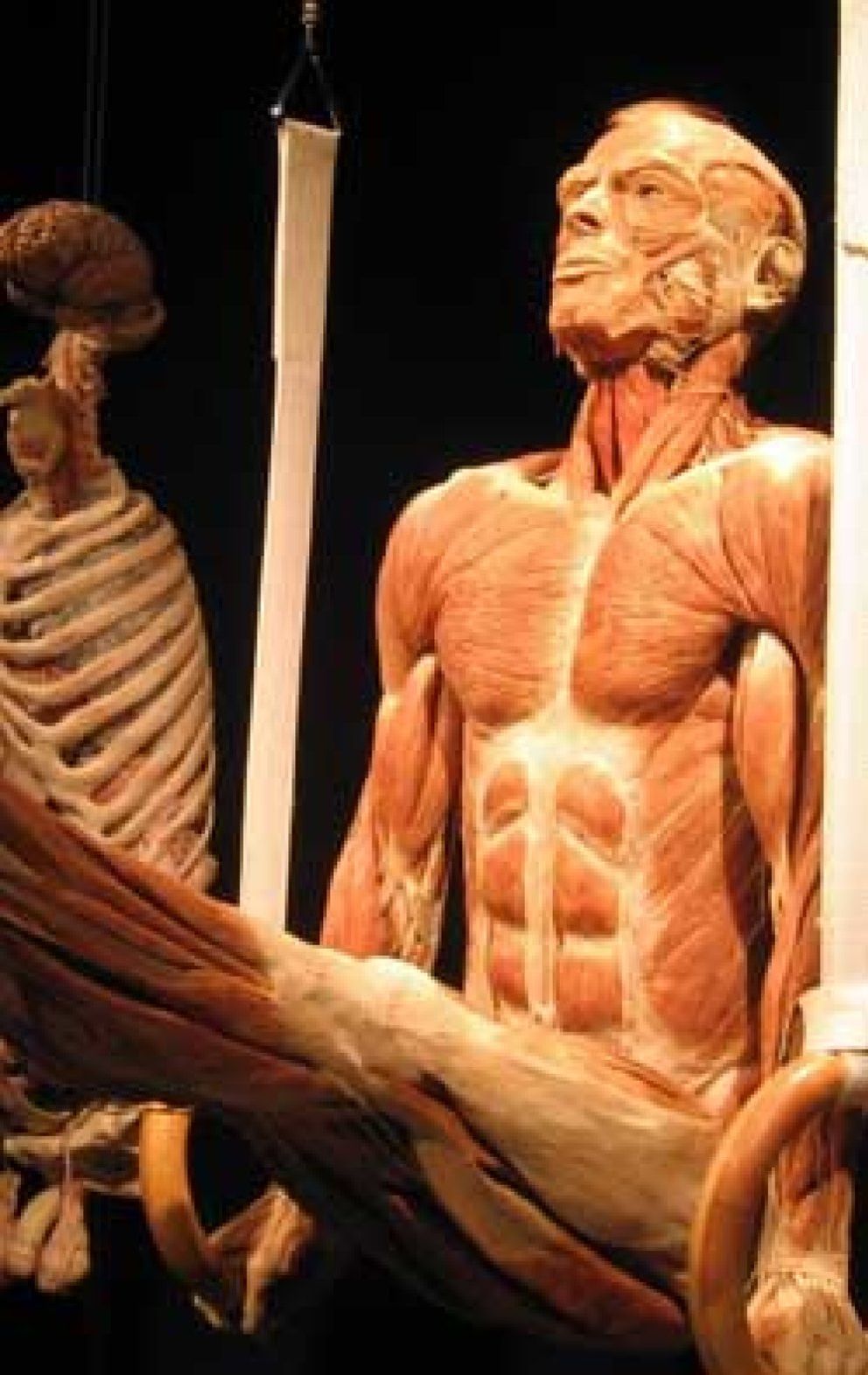 Foto: Las curiosidades del cuerpo humano, expuestas al público